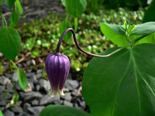 {Clematis addisonii}